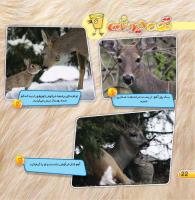 مجله خردسال 413 صفحه 22