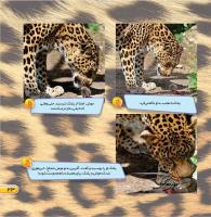 مجله خردسال 431 صفحه 23