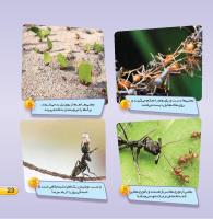 مجله خردسال 434 صفحه 23