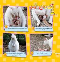 مجله خردسال 441 صفحه 22