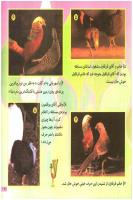 مجله خردسال 126 صفحه 21