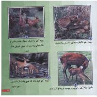 مجله خردسال 219 صفحه 21