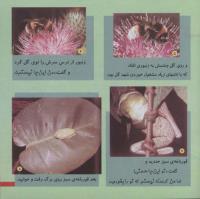 مجله خردسال 225 صفحه 21