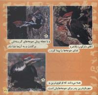 مجله خردسال 235 صفحه 21