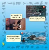 مجله خردسال 239 صفحه 21