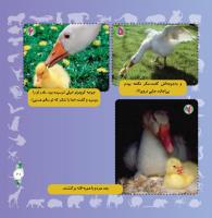 مجله خردسال 314 صفحه 21