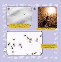 مجله خردسال 316 صفحه 21