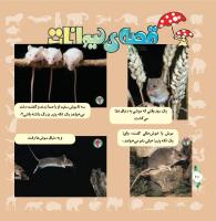 مجله خردسال 319 صفحه 20