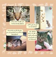 مجله خردسال 319 صفحه 21