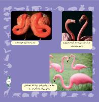 مجله خردسال 320 صفحه 21