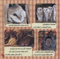مجله خردسال 232 صفحه 21