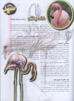 مجله نوجوان 67 صفحه 23