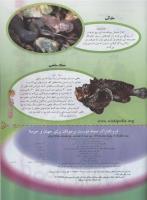 مجله نوجوان 80 صفحه 31
