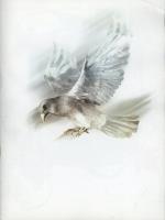 مجله نوجوان 81 صفحه 36