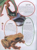 مجله نوجوان 98 صفحه 31