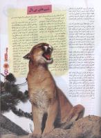 مجله نوجوان 99 صفحه 7