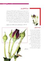 مجله نوجوان 168 صفحه 11
