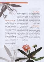 مجله نوجوان 195 صفحه 11