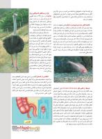 مجله نوجوان 228 صفحه 11