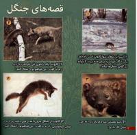 مجله خردسال 14 صفحه 22